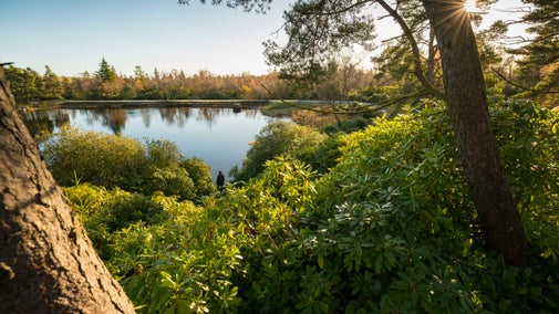 A scenic view between the trees of a calm waters at Nelly's Moss Lakes.